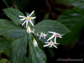 Sharp-toothed nodding-aster